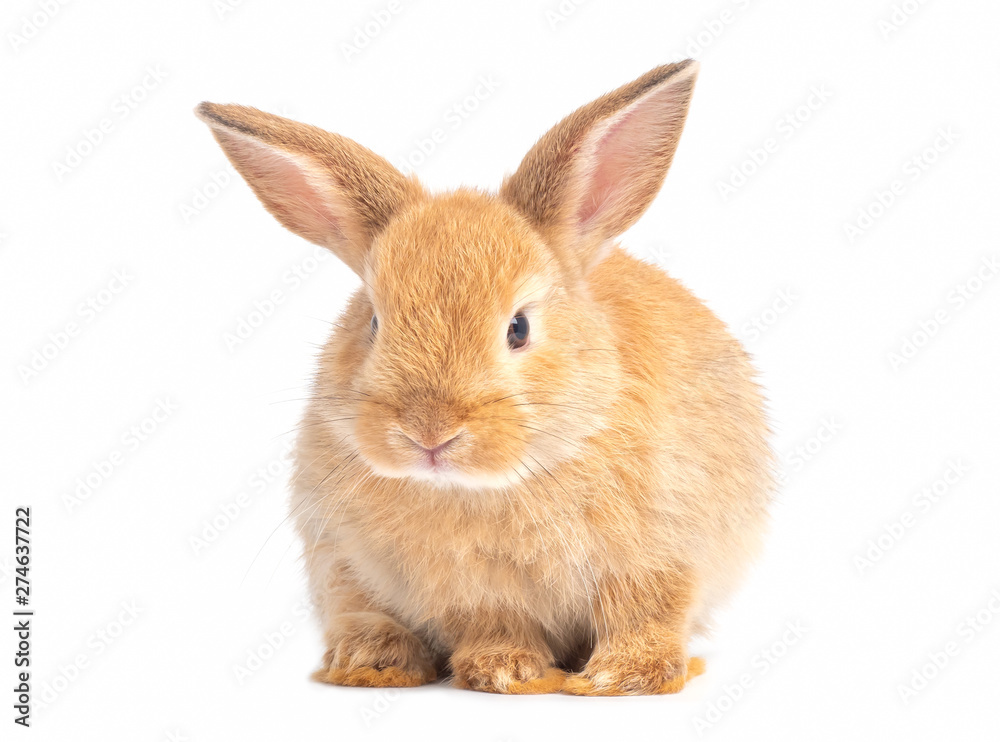 Obraz premium Red-brown cute baby rabbit isolated on white background. Lovely young brown rabbit step.