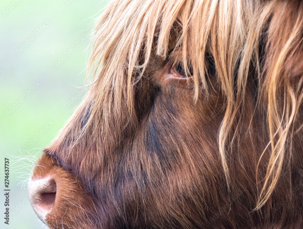 A close up photo of a Highland Cow A close up photo of a Highland Cow