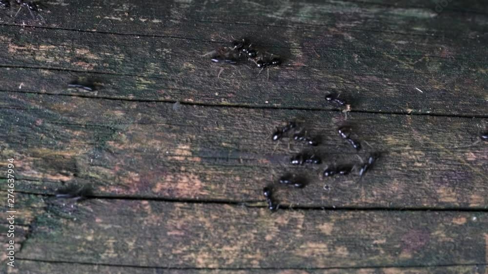 Ants on way on wooden fence - (4K) Ants on way on wooden fence - (4K)
