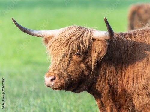 A close up photo of a Highland Cow