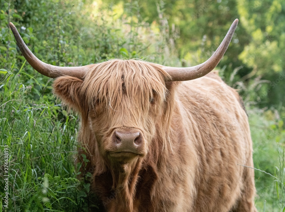 A close up photo of a Highland Cow A close up photo of a Highland Cow