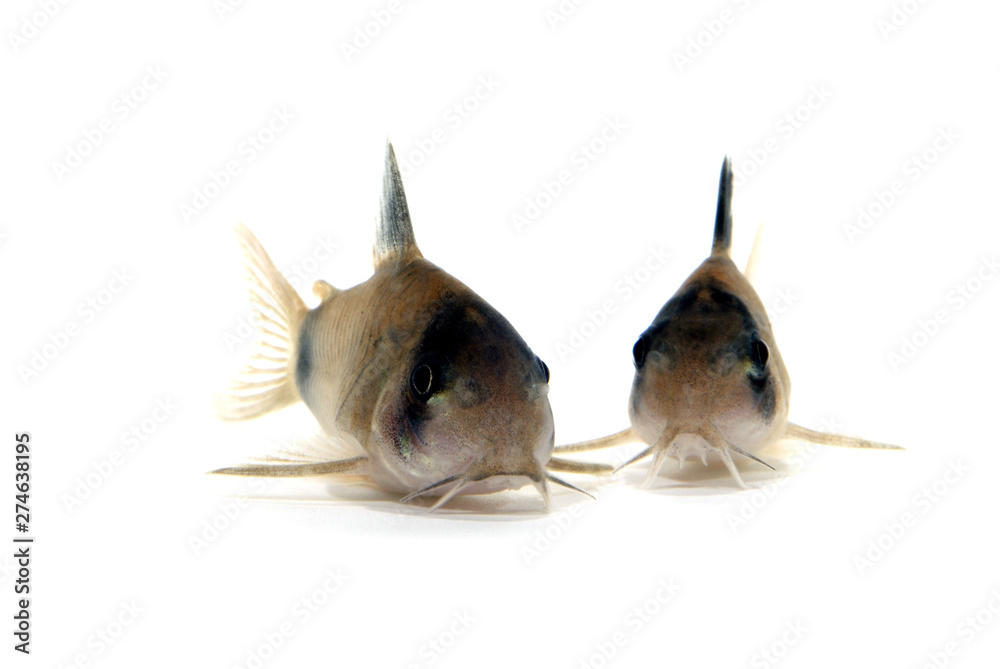 Obraz premium コリドラス・パンダ