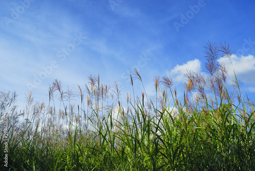 grass and sky