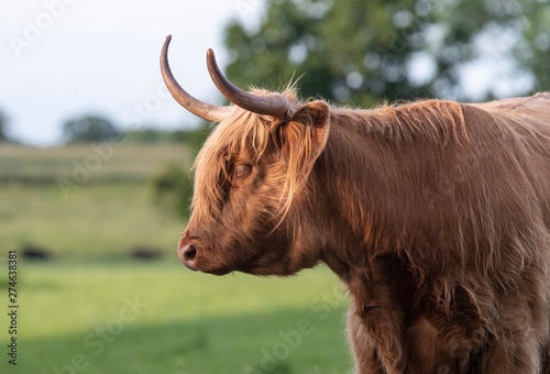 A close up photo of a Highland Cow