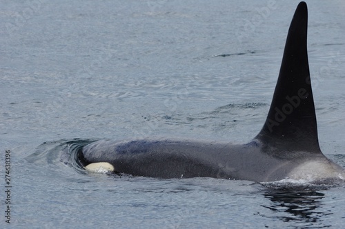 male Orca, Shiretoko Rausu in Hokkaido, Japan　雄シャチ　北海道知床羅臼