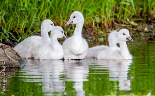 A group of cygnets (baby swan) are enjoying summer time in a lake © Yan