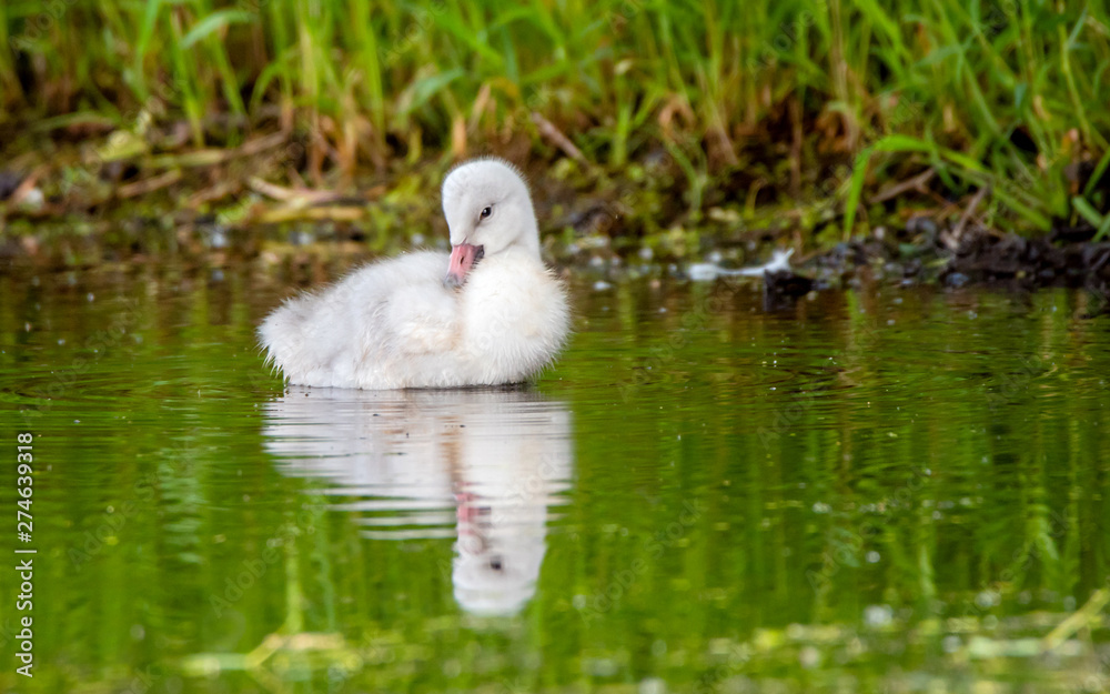 A group of cygnets (baby swan) are enjoying summer time in a lake A group of cygnets (baby swan) are enjoying summer time in a lake