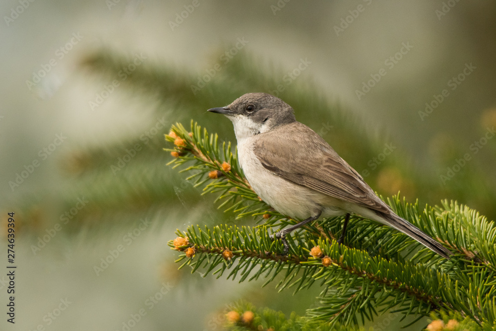 Lesser whitethroat (Sylvia curruca). Polesie. Ukraine Lesser whitethroat (Sylvia curruca). Polesie. Ukraine