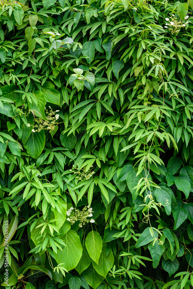 Nature background of wall of green vine covered wall, assorted vine