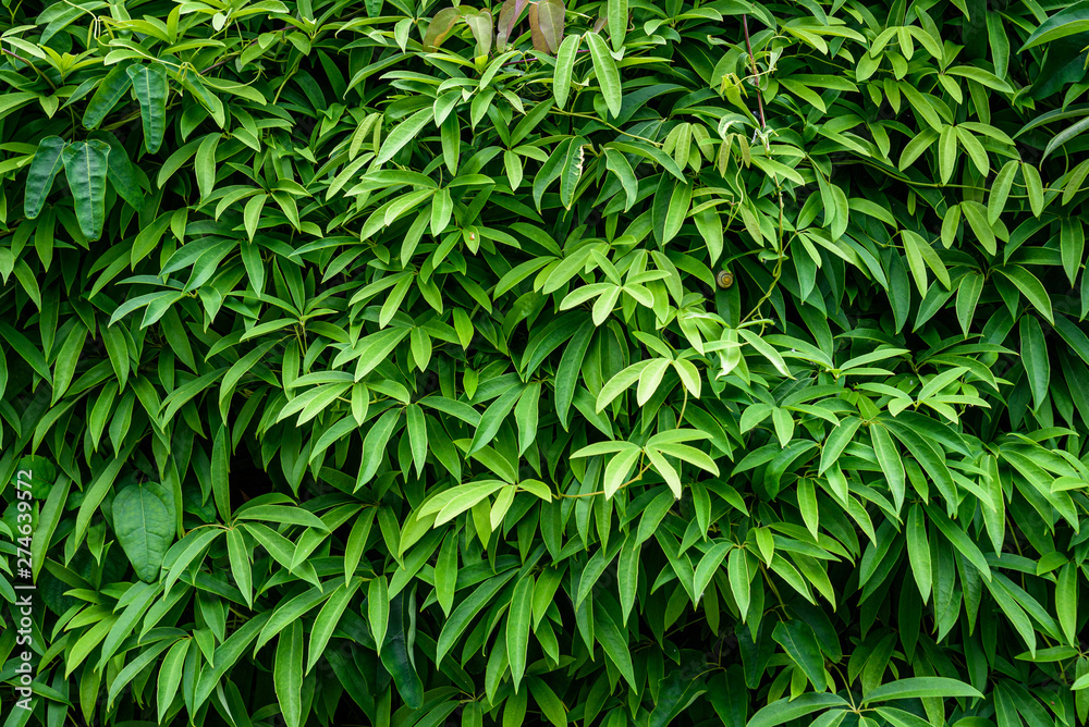 Nature background of wall of green vine covered wall, assorted vine plants Nature background of wall of green vine covered wall, assorted vine plants