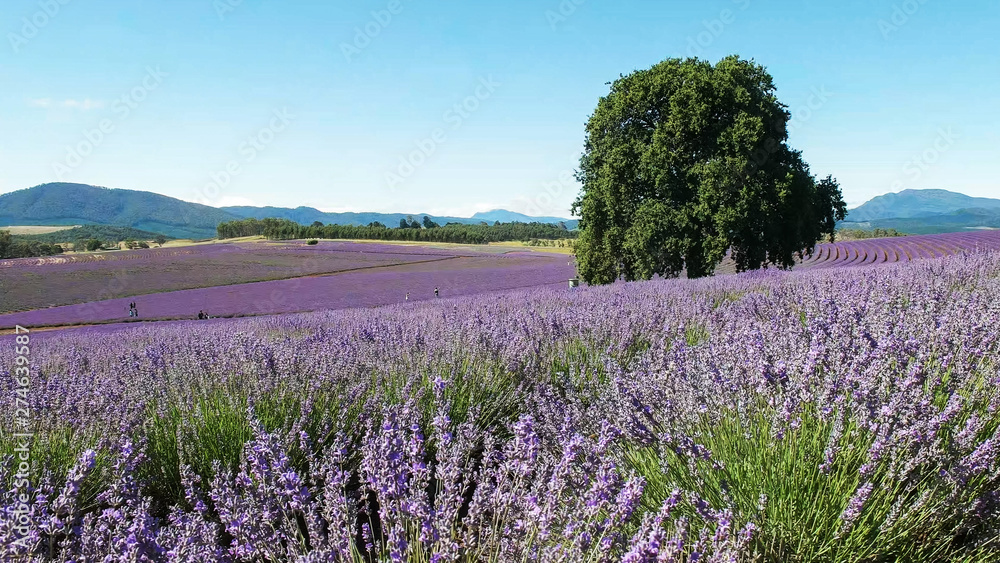 lavender plants in bloom at a farm in tasmania lavender plants in bloom at a farm in tasmania