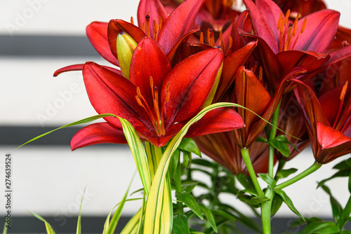 Portrait of a bunch of dark orange Easter Lilies growing with ornamental yellow and green grass, against a wood background