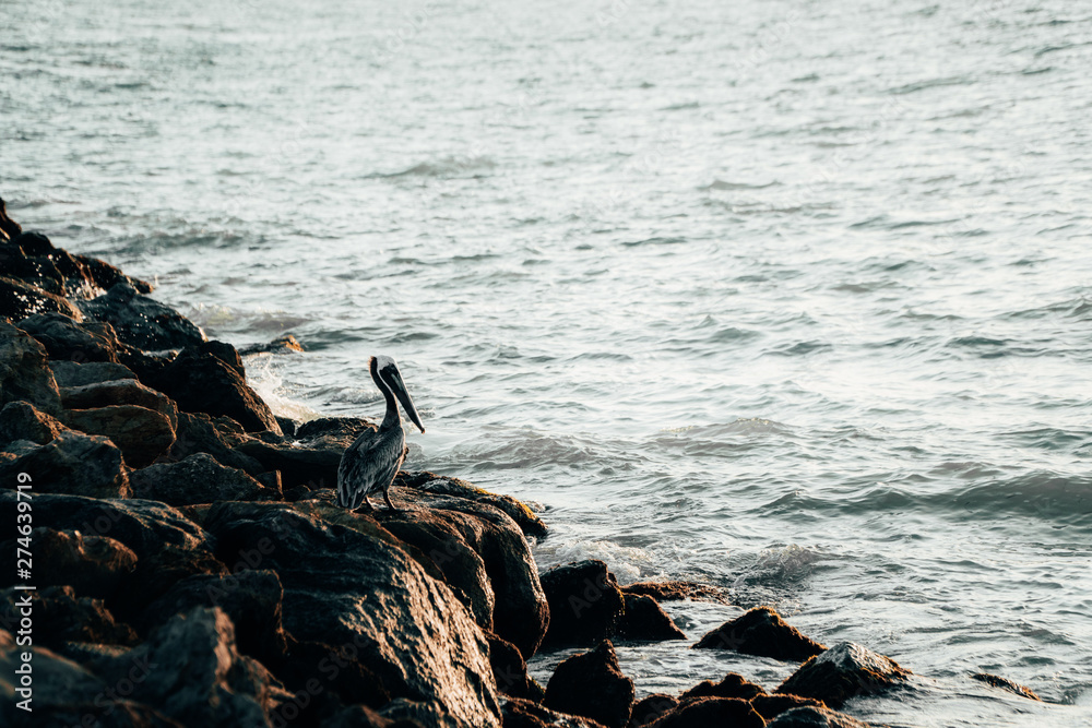 Fototapeta premium Scout Pelican