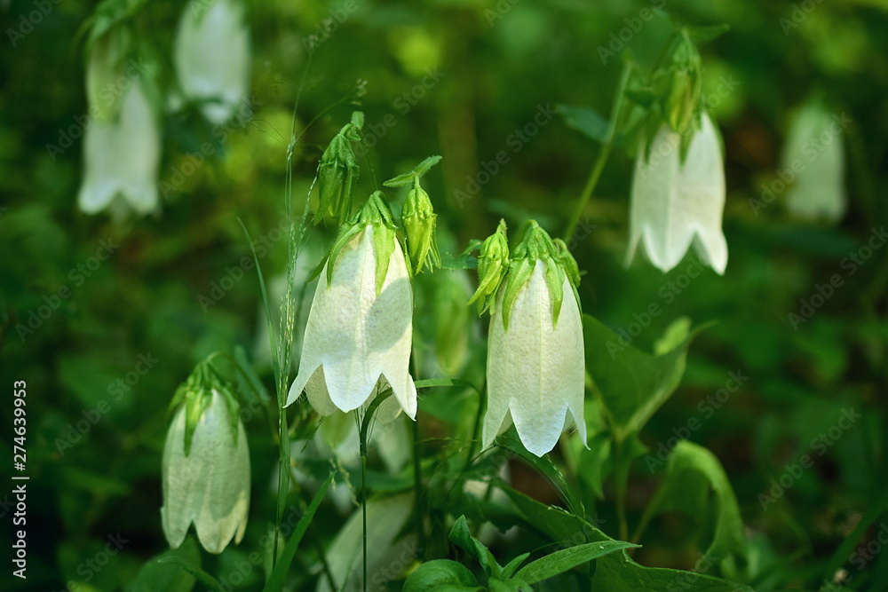 Campanula punctata. A perennial herbaceous plant of the genus Campanula of the family Campanulaceae. Flora of the Amur region, Khabarovsk territory. Close up. Campanula punctata. A perennial herbaceous plant of the genus Campanula of the family Campanulaceae. Flora of the Amur region, Khabarovsk territory. Close up.