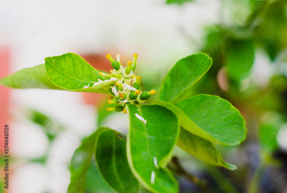 Citrus limon, the lemon tree, is a small perennial fruit tree. Its fruit is lemon Citrus limon, the lemon tree, is a small perennial fruit tree. Its fruit is lemon