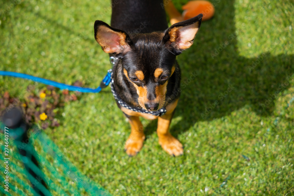 犬 遊んで欲しい 芝生の庭 ミックス犬 犬 遊んで欲しい 芝生の庭 ミックス犬