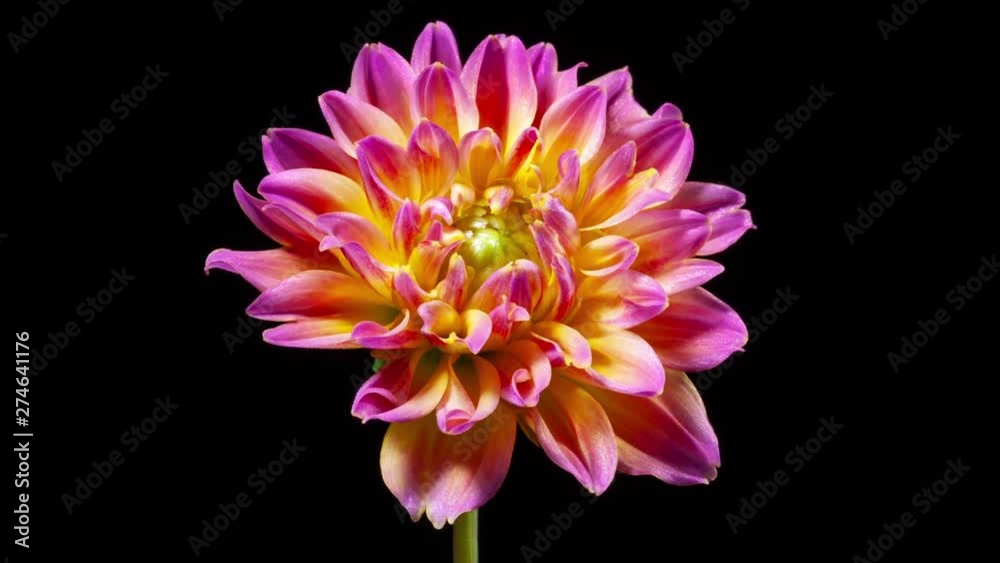Time lapse of a beautiful dahlia opening up.