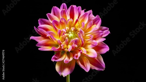 Time lapse of a beautiful dahlia opening up.
