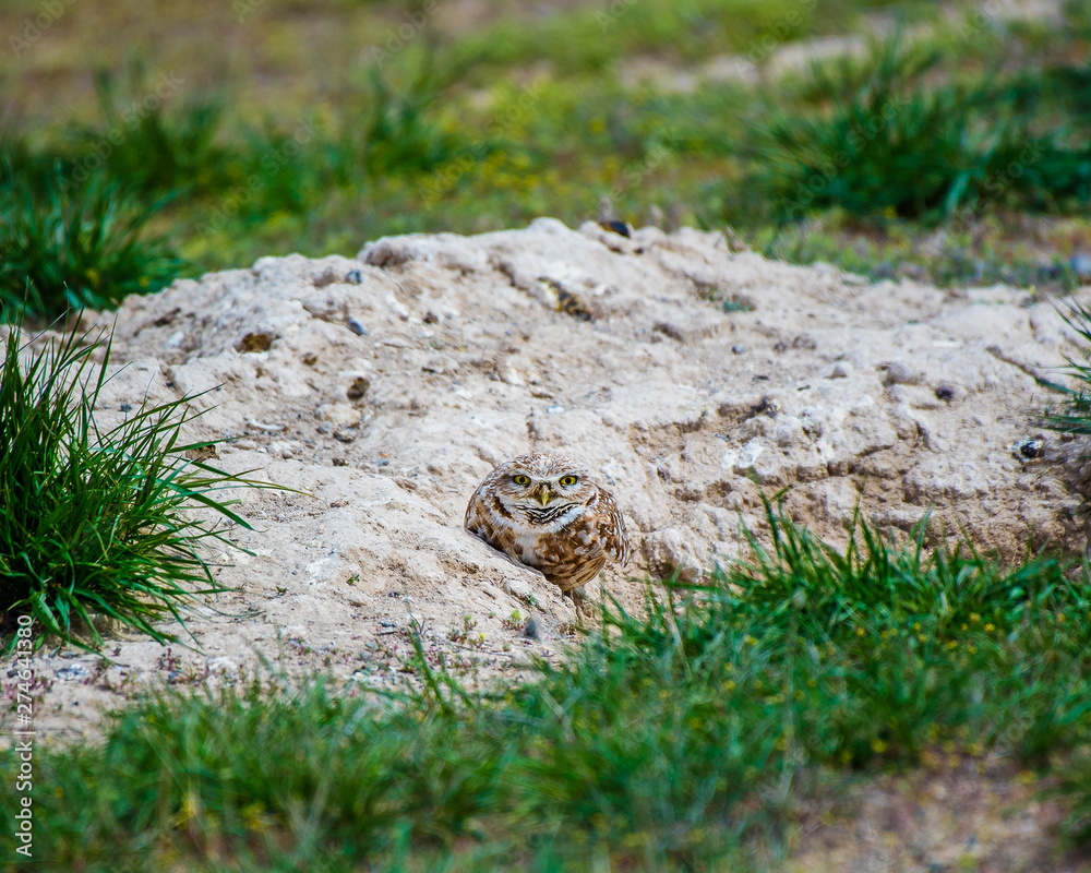 Burrowing Owl near burrow in Idaho