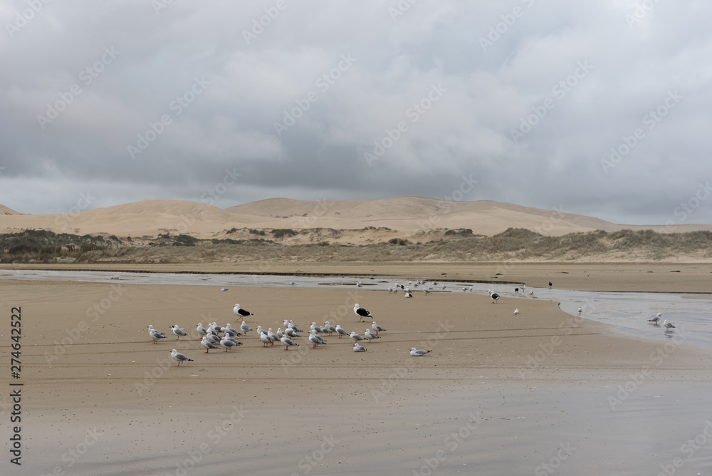 The Te Paki Stream flows out across Ninety Mile Beach in Northland, New Zealand. Gulls in the foreground and the huge Te Paki sand dunes in the background.