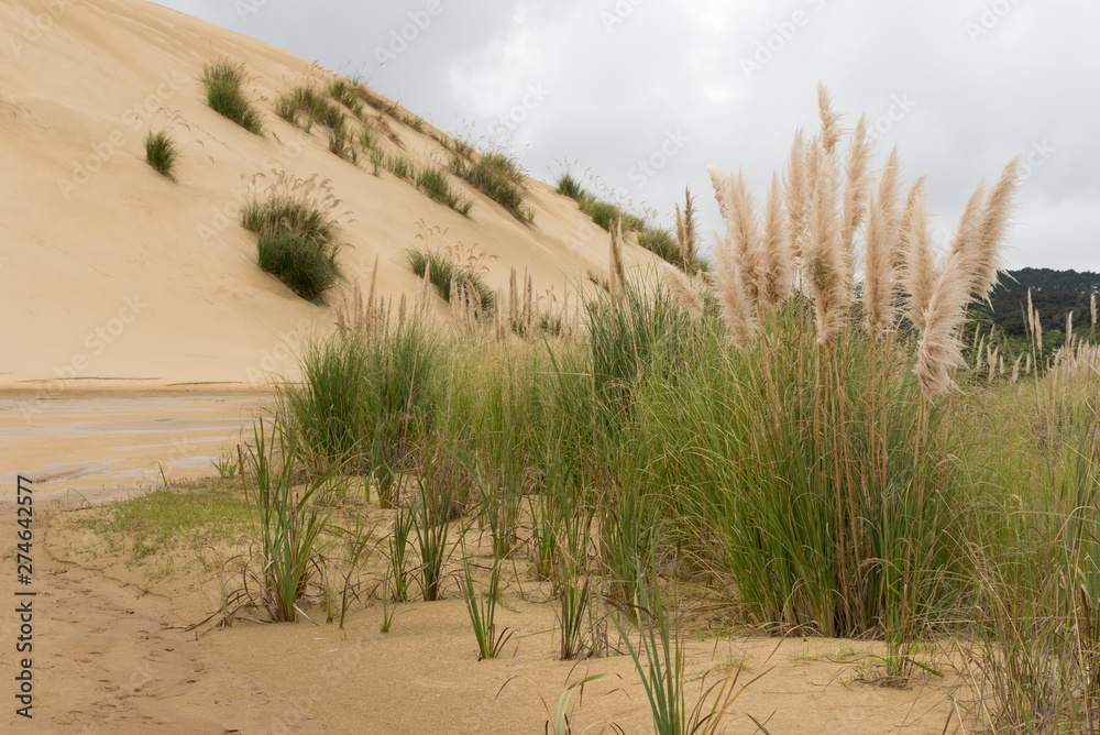 Plumed tussock grass, or toitoi, beside the Te Paki stream among huge sand dunes in Northland, New Zealand.