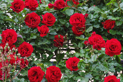 Red roses  vertical garden decoration in summer