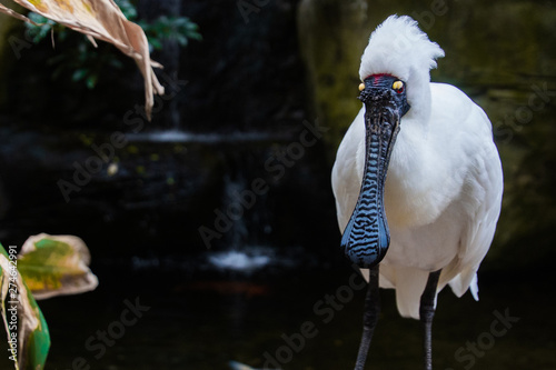Black Faced Spoonbill Staring