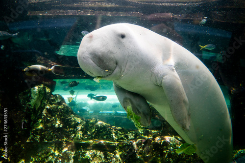 Cute dugong having lunch looking at camera photo