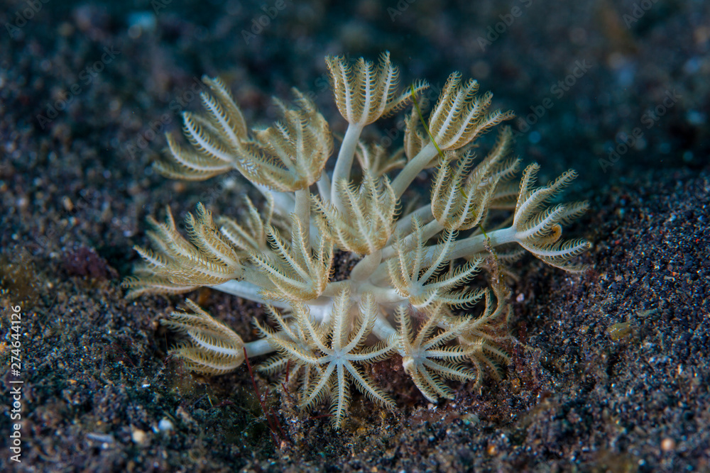 Fototapeta premium A small soft coral, Xenia sp., grows on a black sand seafloor in Lembeh Strait, Indonesia. This area is home to an extraordinary array of marine biodiversity and is a popular destination for divers.