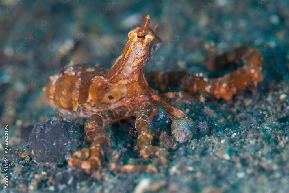 A Wonderpus, Wunderpus photogenicus, explores the black sand seafloor in Lembeh Strait, Indonesia. This rare cephalopod is a crepuscular creature. A Wonderpus, Wunderpus photogenicus, explores the black sand seafloor in Lembeh Strait, Indonesia. This rare cephalopod is a crepuscular creature.