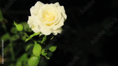 Closeup top view of White Rose flower blooming isolated on black background. photo