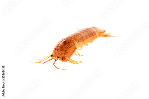 mantis shrimp © zhengzaishanchu