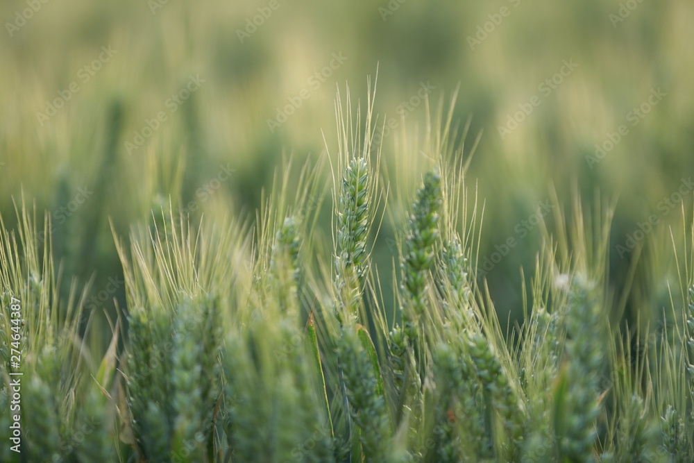 Fototapeta premium The mature wheat