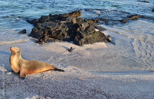 Sunbathing Sea Lion on Beach near Lava Outcrop in Galapagos Islands Ecuador