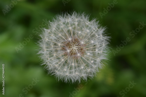 Flor de diente de le  n color blanco