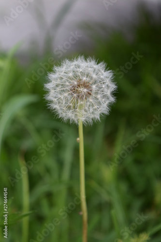 Flor de diente de le  n color blanco