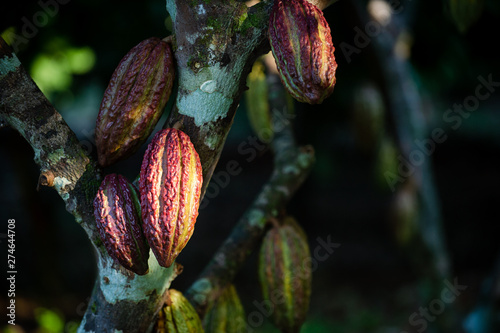 Cultivo de Cacao en Tibú _ Norte de Santander - Colombia