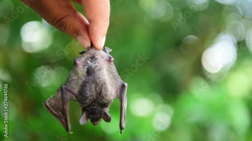 Man holding baby flying bat, trying to teach it to fly photo