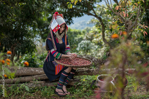 Portrait of beautiful young asian lady Akha tribe,Akha hill picking arabica coffee berries in red and green on its branch tree at plantation, Chiang Rai Thailand