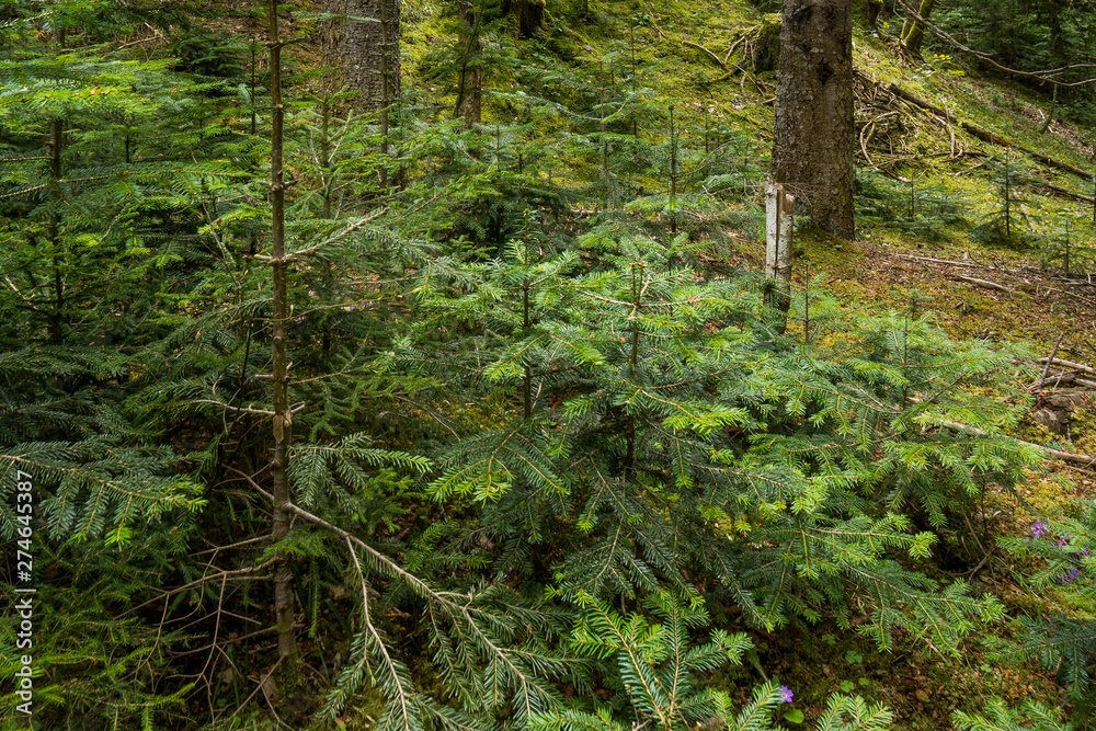 small conifer trees growing in goergia small conifer trees growing in goergia