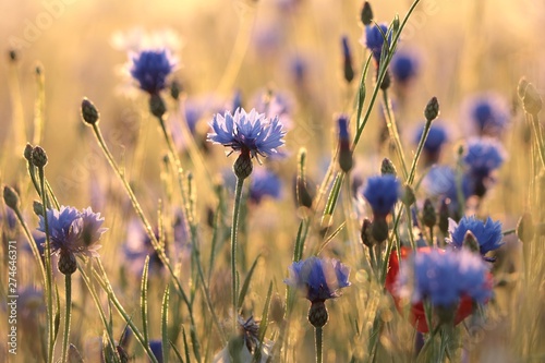 Cornflower in the field at dusk