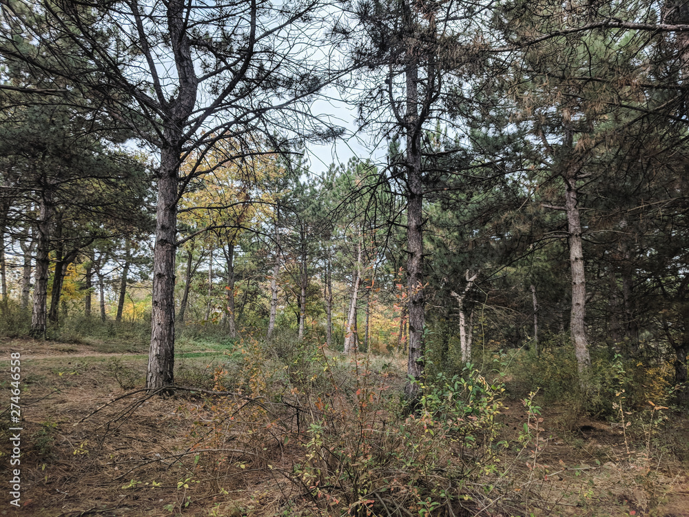 Pine forest landscape Autumn landscape