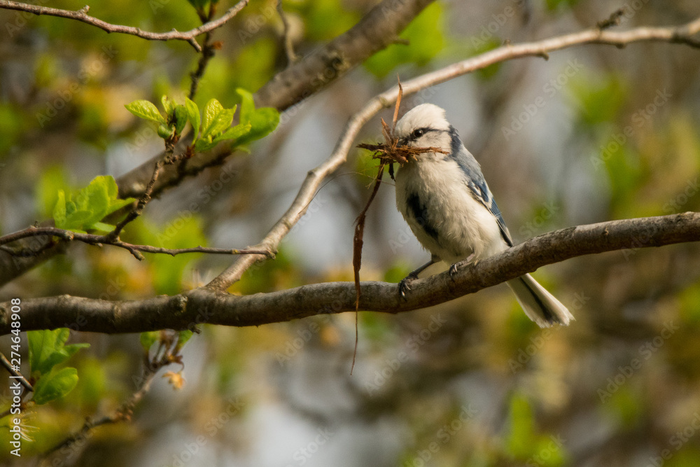 Azure tit (Cyanistes cyanus). A beautiful rare bird on the background of apple blossoms. Polesie. Ukraine Azure tit (Cyanistes cyanus). A beautiful rare bird on the background of apple blossoms. Polesie. Ukraine