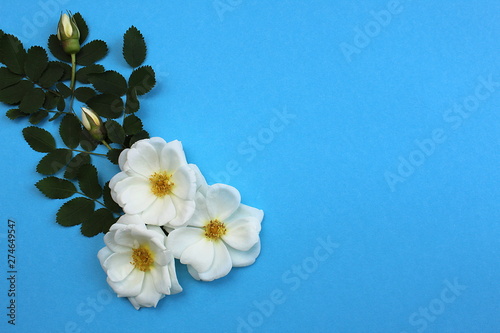 White wild rose three buds on a blue background
