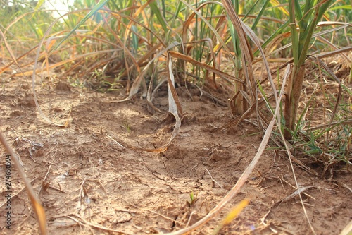 Sugar cane on the farm withered due to drought and hot weather