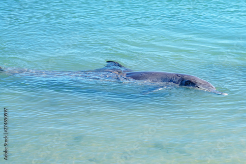 dolphins at monkey mia, sharkes bay, western australia 2