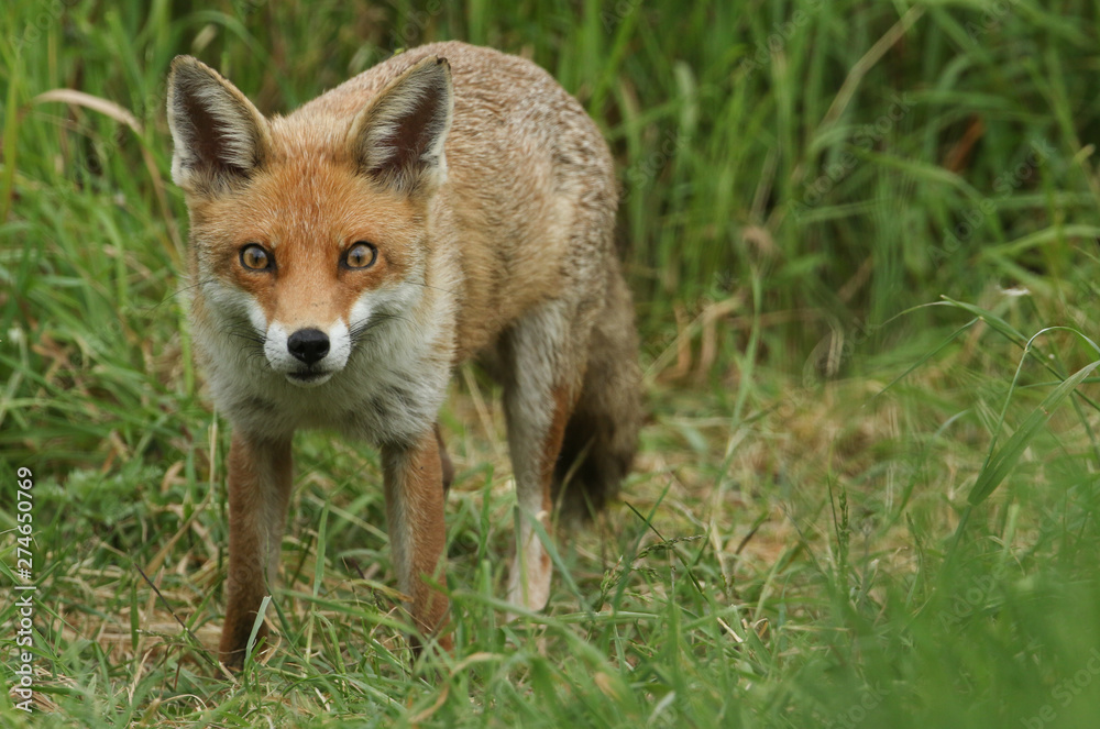 A magnificent wild Red Fox, Vulpes vulpes, hunting for food to eat in the long grass. A magnificent wild Red Fox, Vulpes vulpes, hunting for food to eat in the long grass.