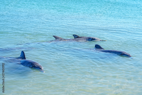 dolphins at monkey mia, sharkes bay, western australia 12