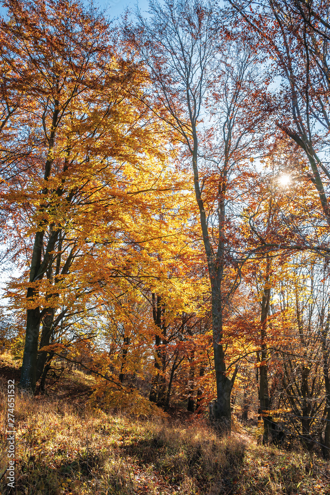 autumn forest in golden foliage on a sunny day. tall beech trees. bright and dry weather. beautiful autumn nature background autumn forest in golden foliage on a sunny day. tall beech trees. bright and dry weather. beautiful autumn nature background