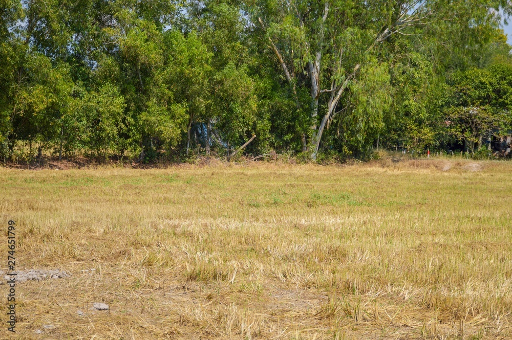 grass field in nature country at Nakhon Nayok , Thailand grass field in nature country at Nakhon Nayok , Thailand
